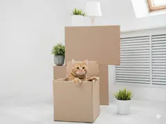 Moving boxes stacked with a cat sitting on top, ready for a home move